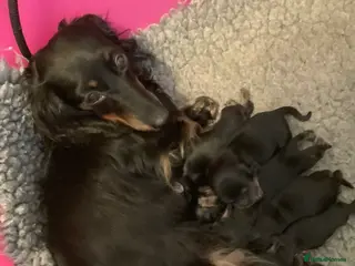 Dachshund dogs KC reg highly dna tested long hair dachshund pups - Advert 2