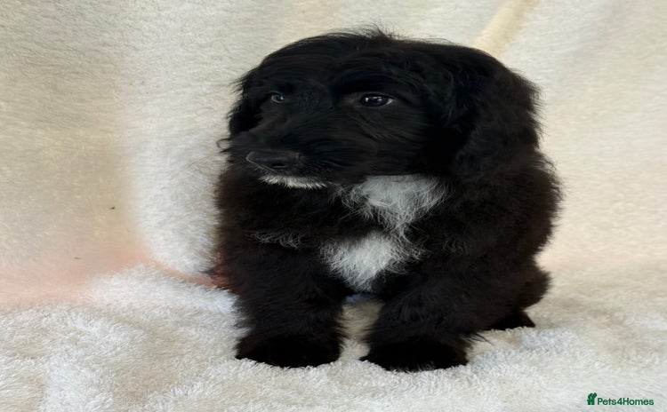 Aussiedoodle dogs - Advert 1