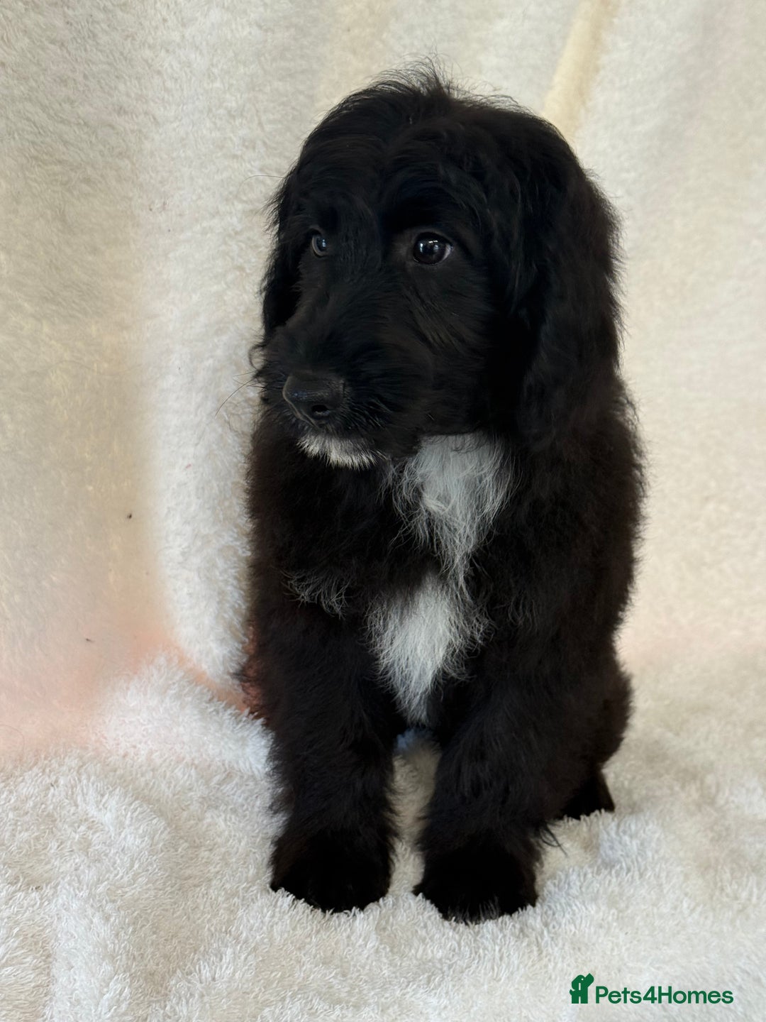 Aussiedoodle dogs for sale: Miniature Aussie Doodles FULLY VACCINATED  - Image 3