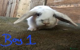 Mini Lop rabbits for sale: Mini lop rabbits - Image 4