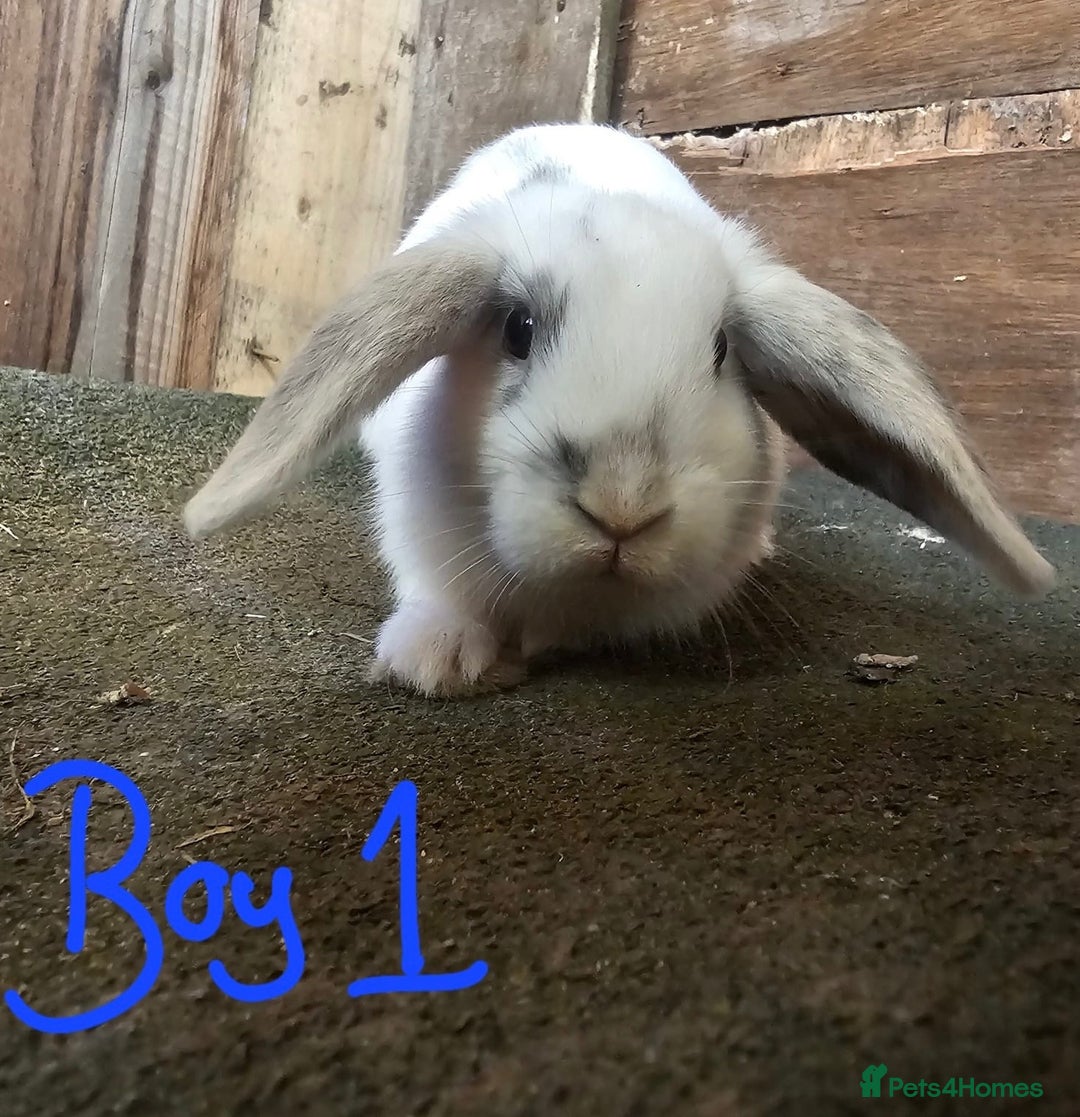 Mini Lop rabbits for sale: Mini lop rabbits - Image 4