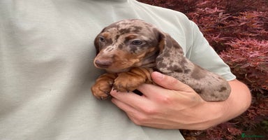 Dachshund dogs - Advert 2