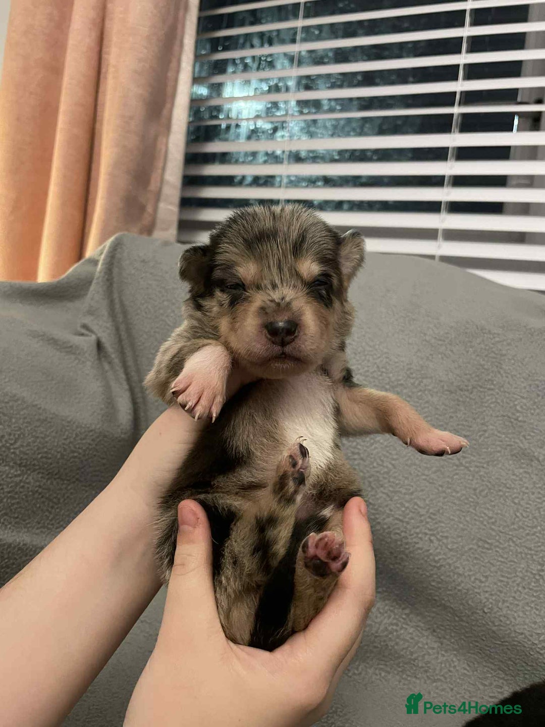 Mixed Breed dogs for sale: Thai ridgeback x merle border collie  - Image 4