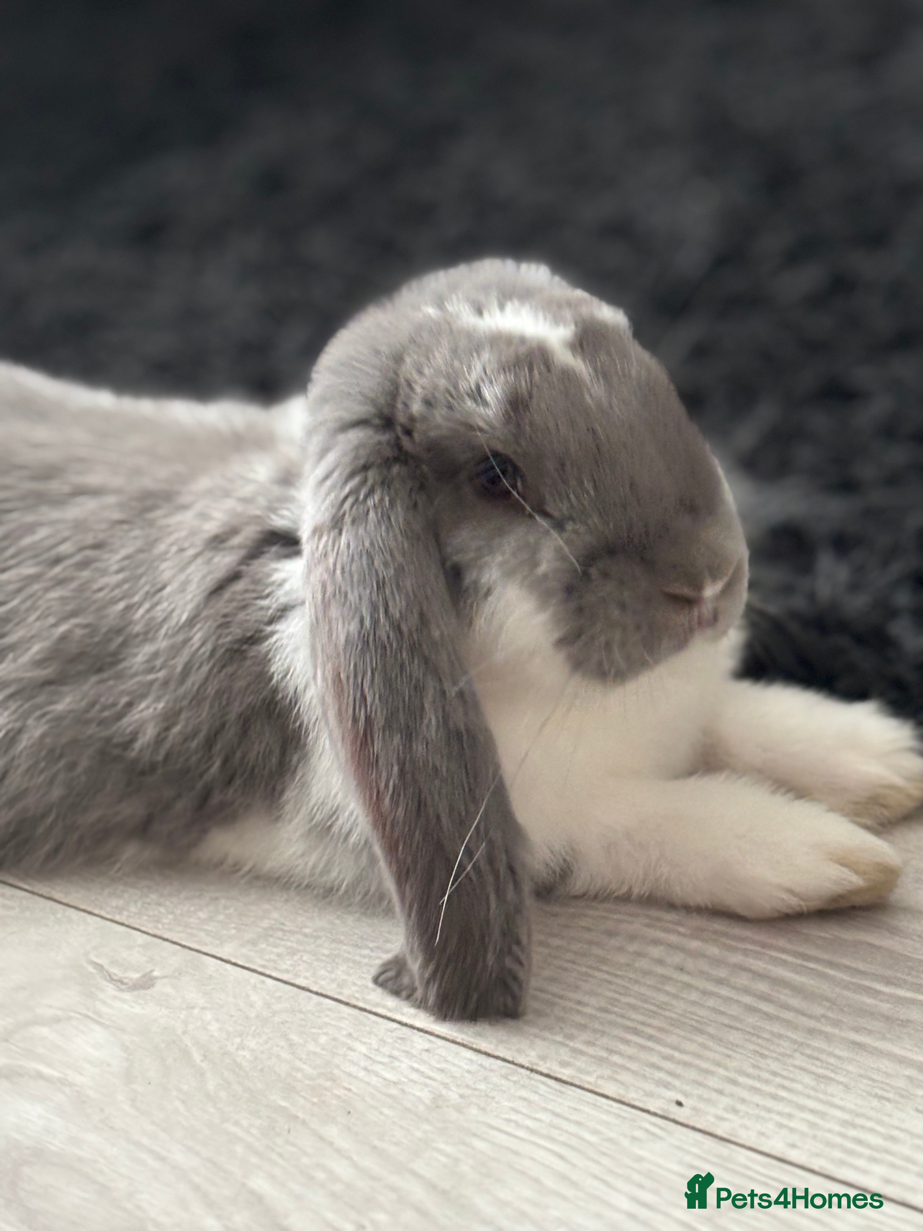 French Lop rabbits French Lop Bunny - Advert 6