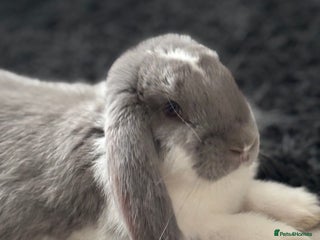 French Lop rabbits French Lop Bunny - Advert 10