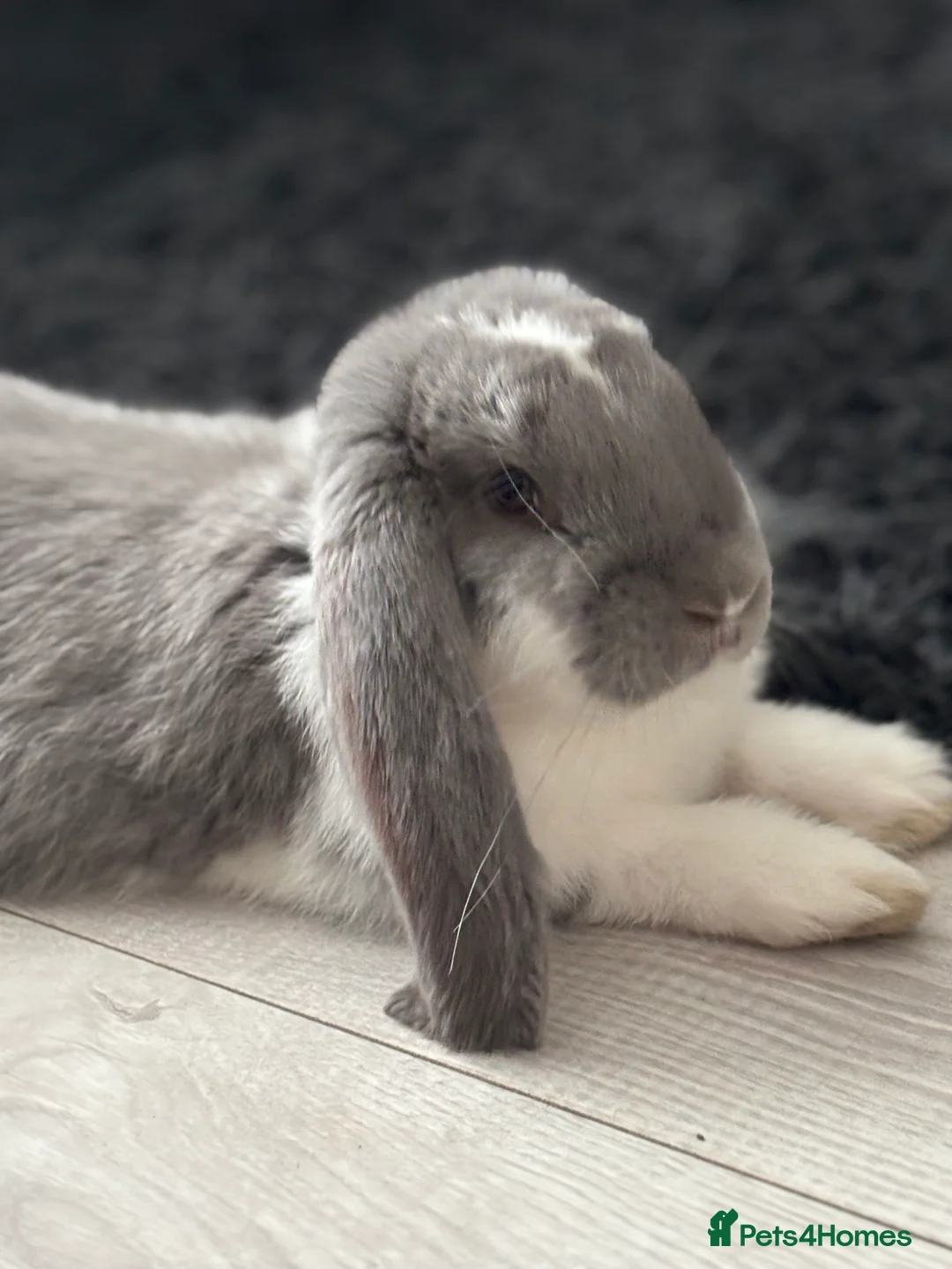 French Lop rabbits for sale: French Lop Bunny - Advert 1