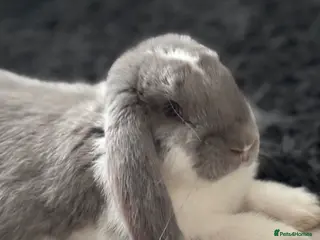 French Lop rabbits French Lop Bunny - Advert 6