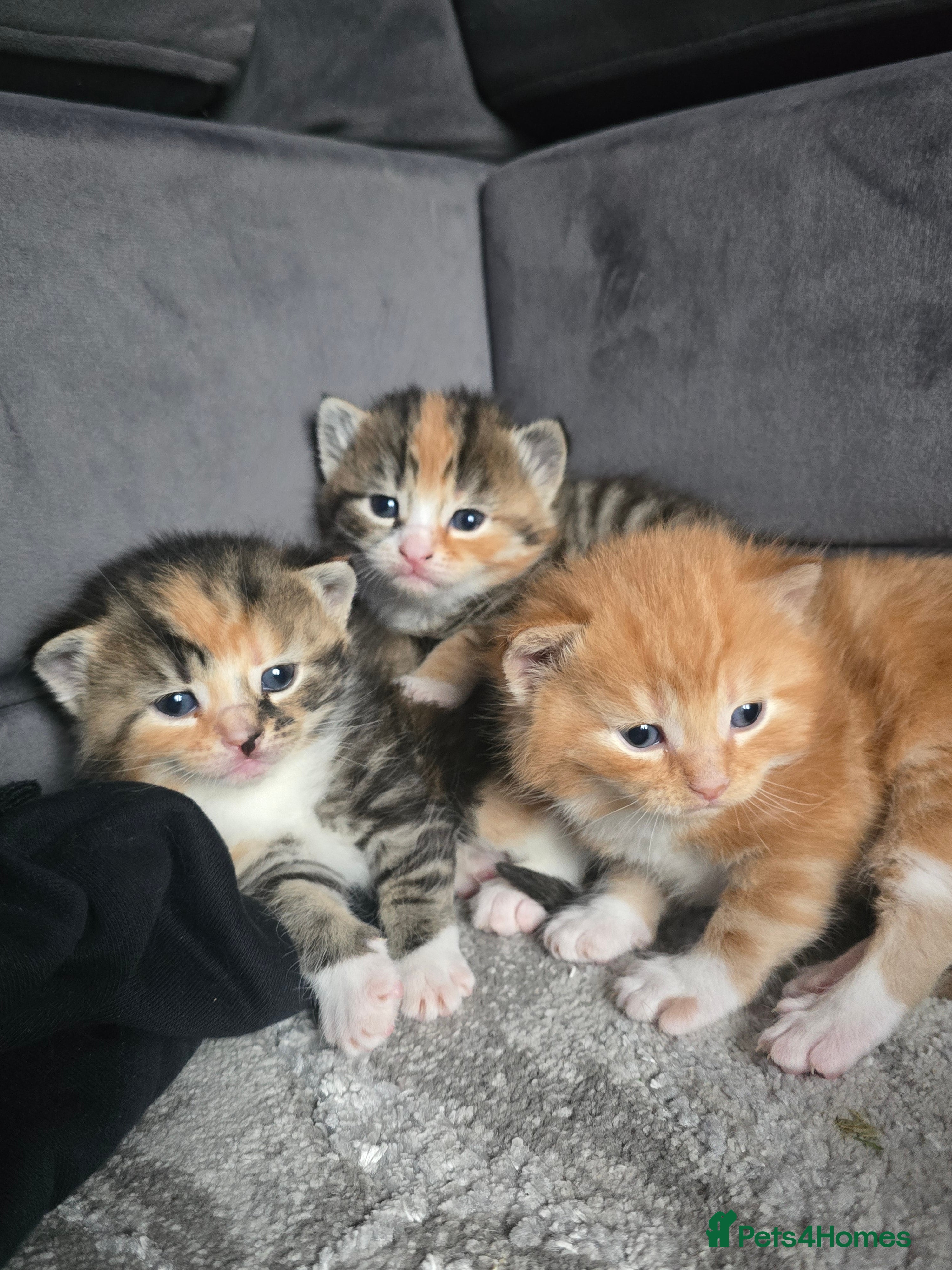 British Shorthair cats 5 beautiful BSH cross kittens🐱❤️ - Advert 4