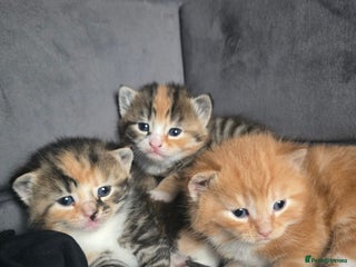 British Shorthair cats 5 beautiful BSH cross kittens🐱❤️ - Advert 3