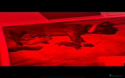 French Bulldog dogs for sale: 4 Beautiful Girl Frenchie's  - Image 11