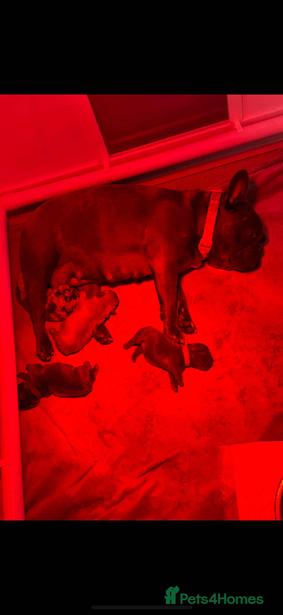 French Bulldog dogs for sale: 4 Beautiful Girl Frenchie's  - Image 11