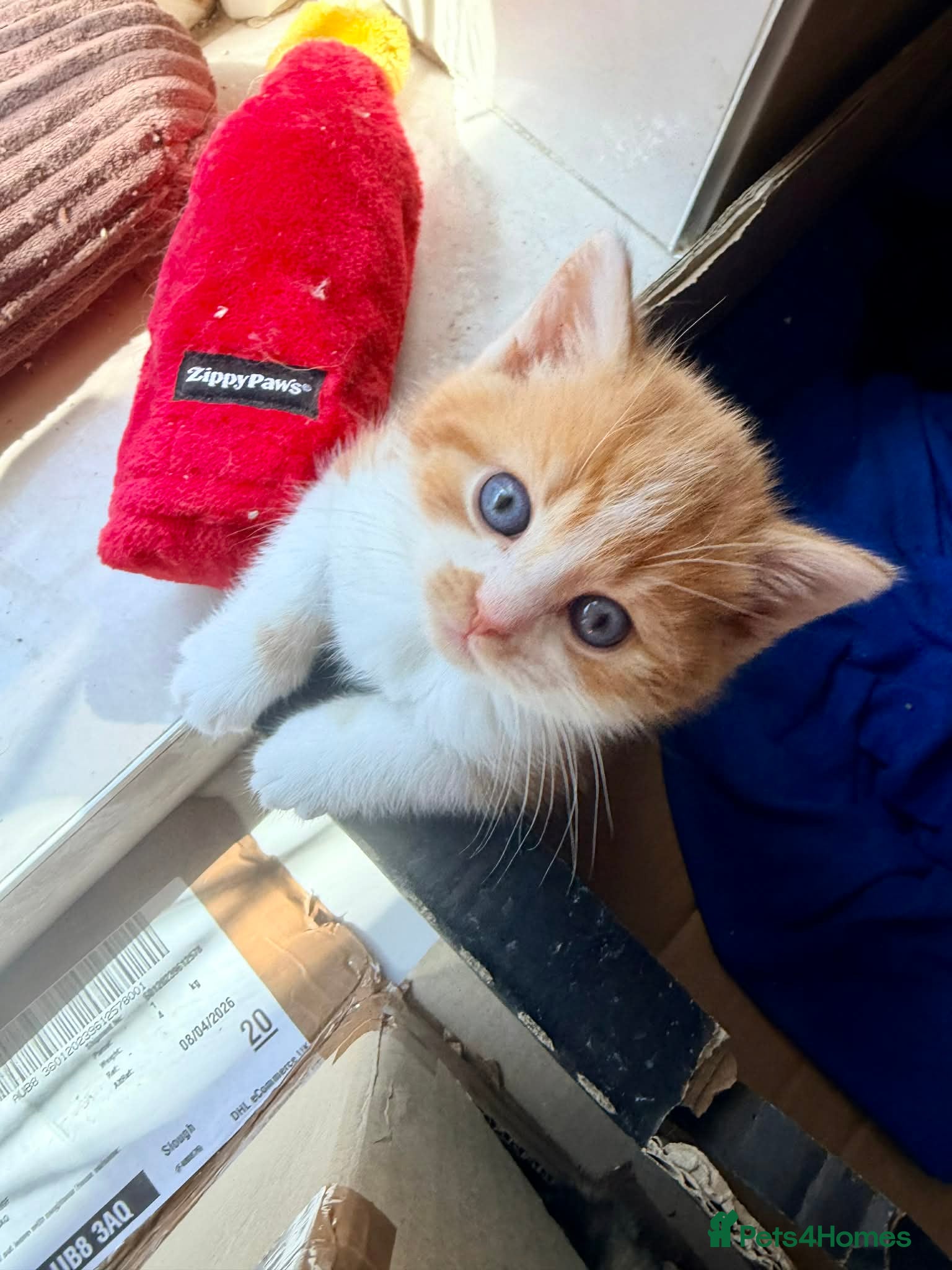 British Shorthair cats Stunning British Shorthair Kittens Ready Now! - Advert 2