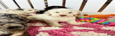 Cockapoo 2