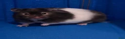 Hamster rodents for sale: 8 months old Syrian Hamster girl tamed  in Pinner - Advert 2