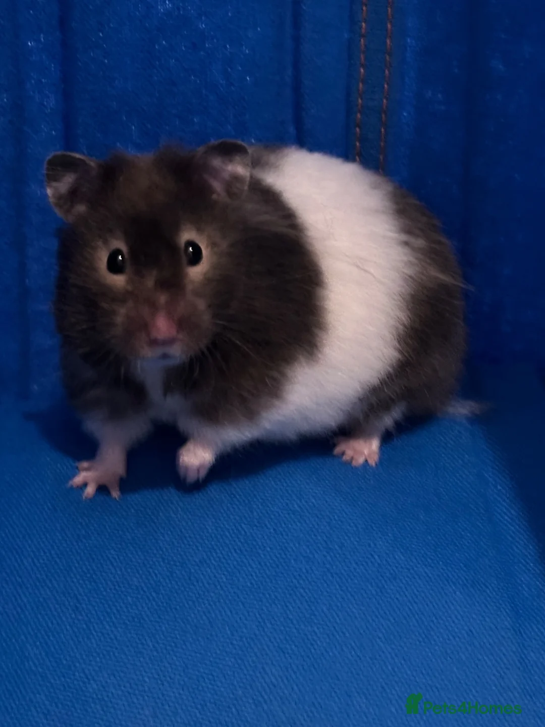 Hamster rodents for sale: 8 months old Syrian Hamster girl tamed  in Pinner - Advert 2
