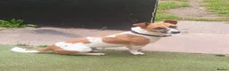 Jack Russell dogs for sale: Male Jack Russell for sale - Advert 4