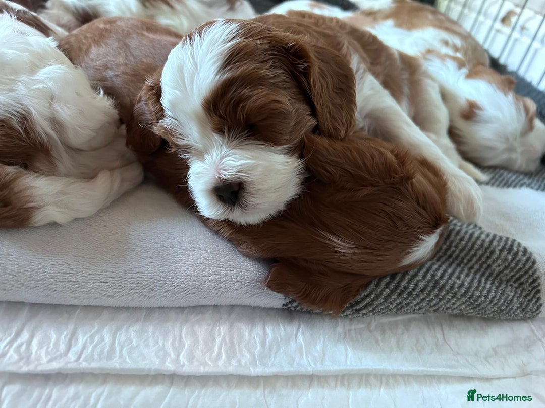 Cavapoo dogs for sale: Too cute to handle cavapoo puppies - Image 2