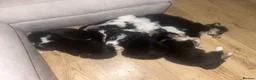 Border Collie dogs for sale: 6 beautiful tri border collie pups for sale  - Advert 11