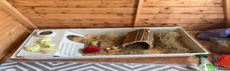Guinea Pig rodents for sale: 2 male bonded guinea pigs in Herne Bay - Advert 2