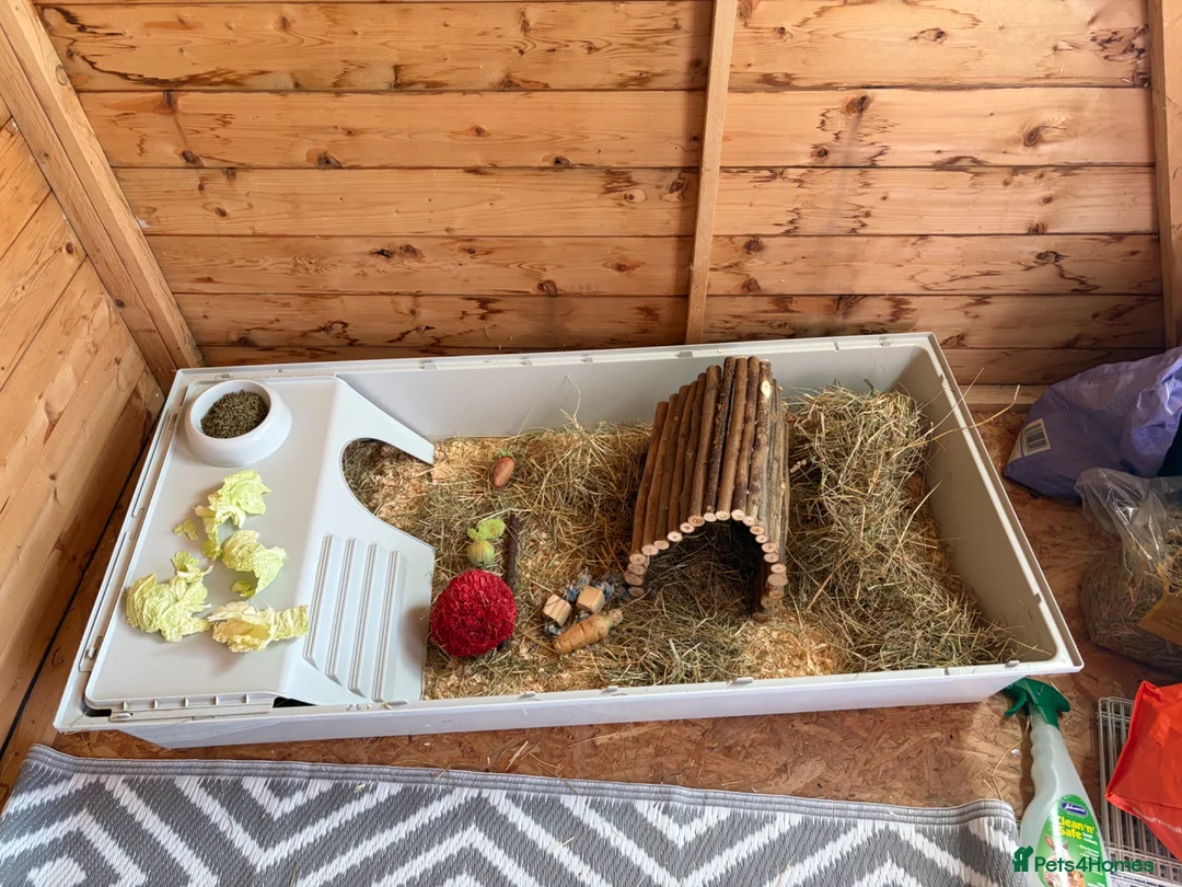 Guinea Pig rodents for sale: 2 male bonded guinea pigs in Herne Bay - Advert 2
