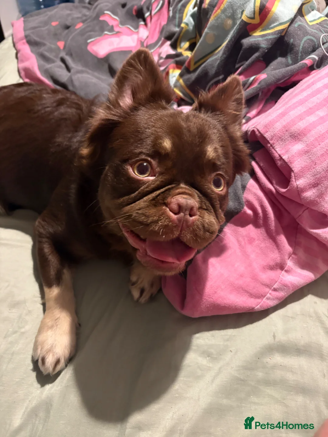 French Bulldog dogs for sale: Bear  - Advert 1