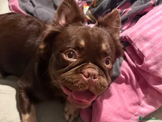 French Bulldog dogs Bear - Advert 2