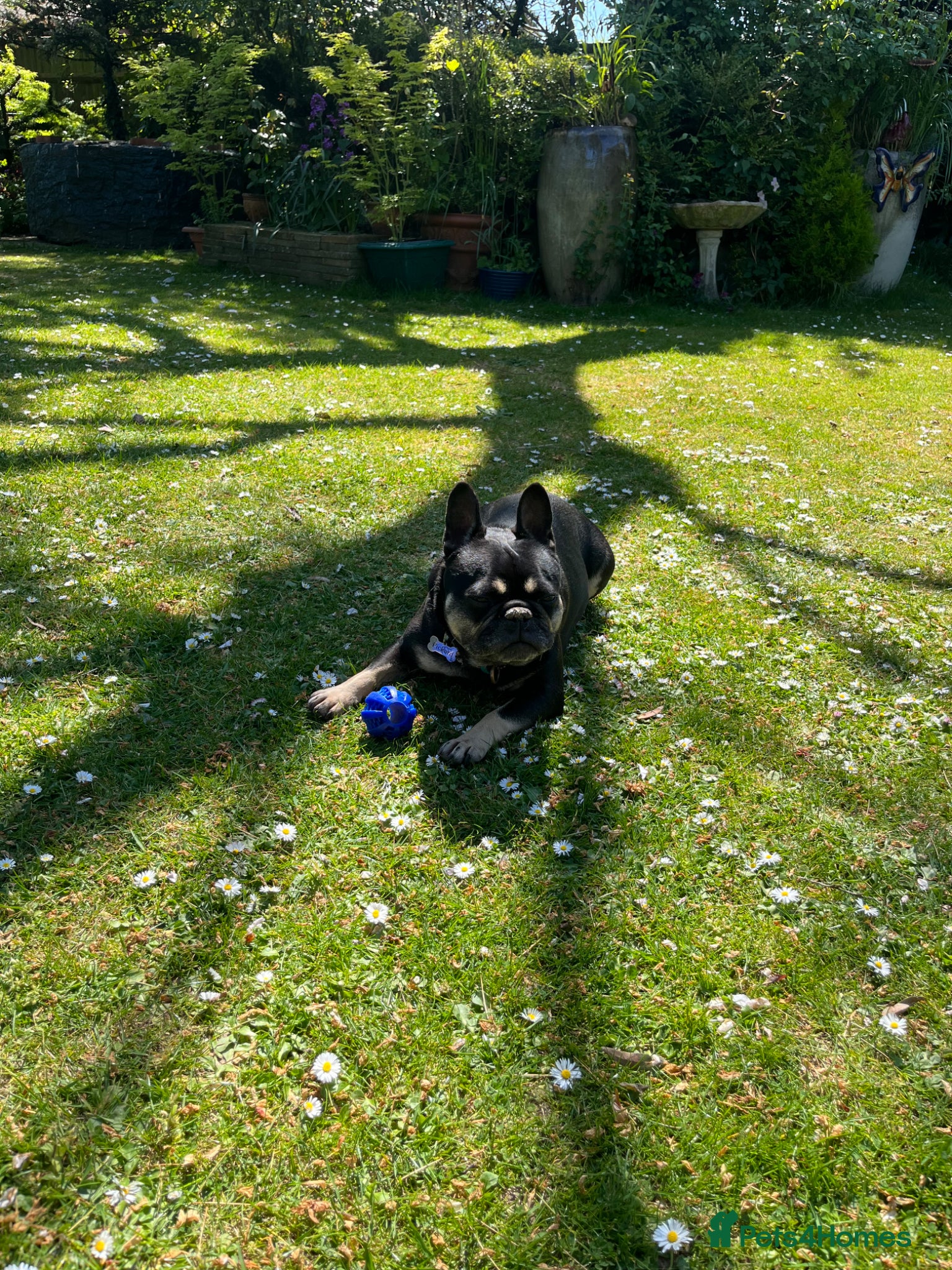 French Bulldog dogs Dog for adoption  - Advert 5