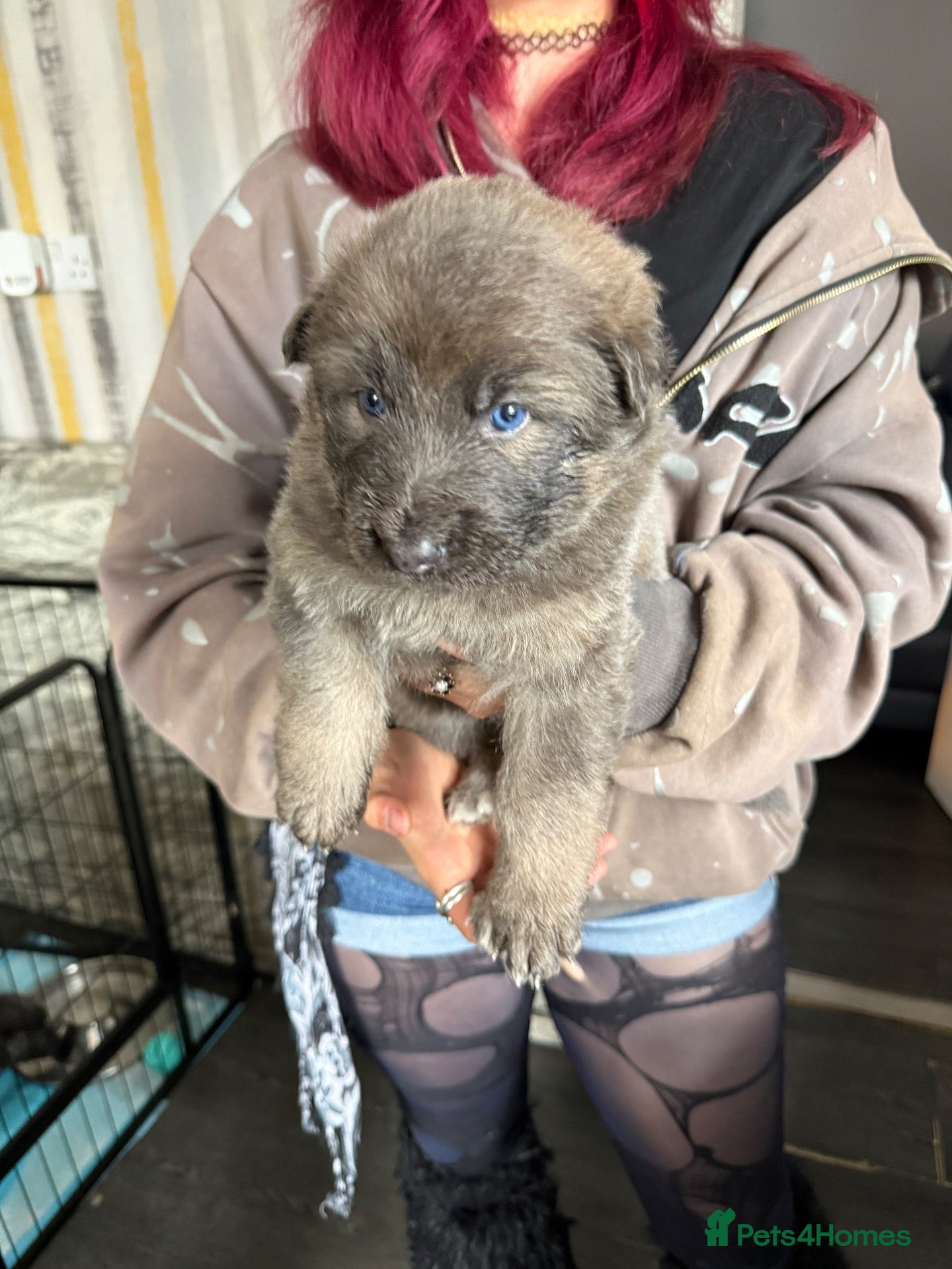 German Shepherd dogs Straight backed, DM CLEAR. Isabella and solid blue - Advert 2