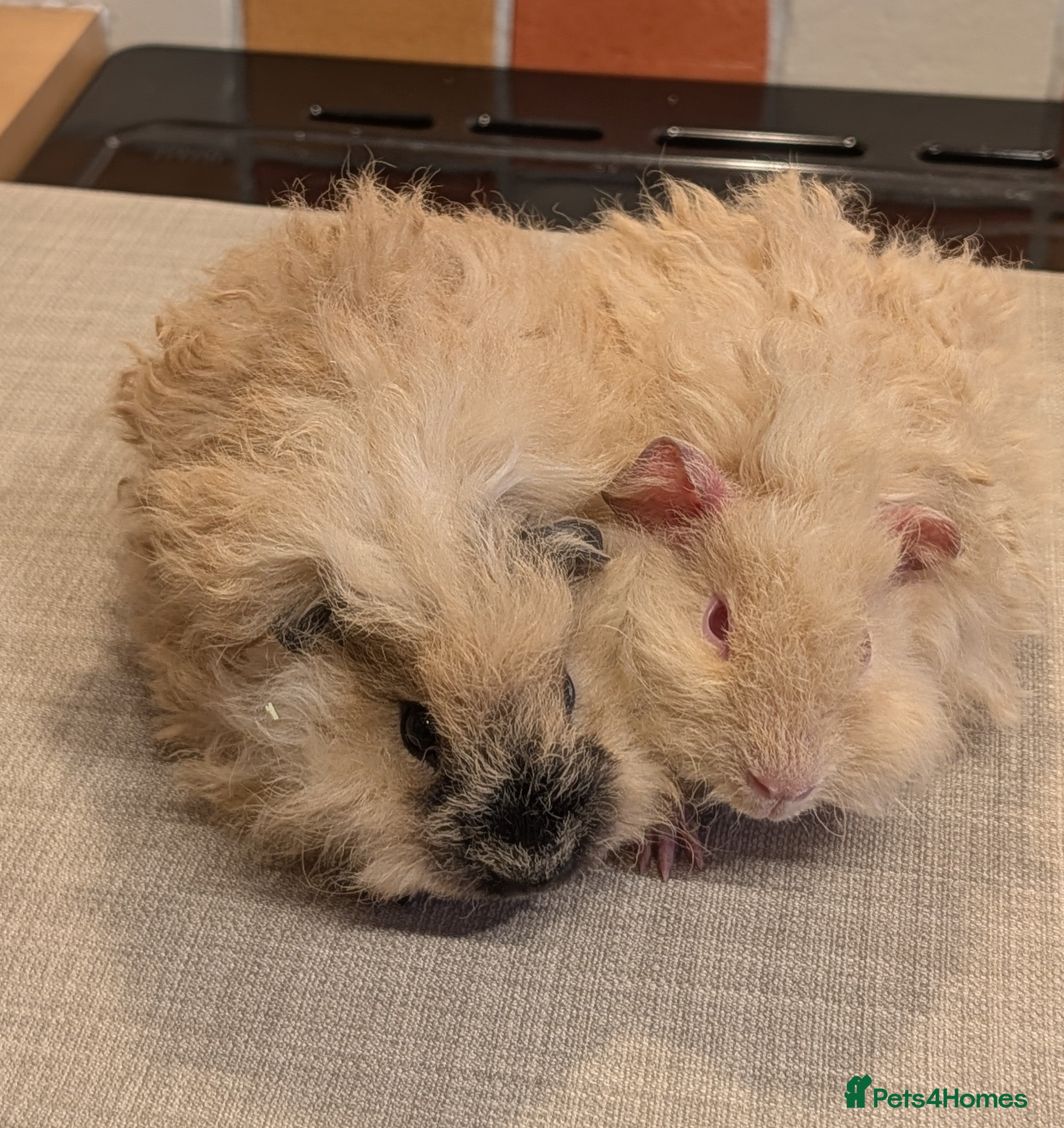 Guinea Pig rodents Gorgeous brothers looking for their forever home  - Advert 16