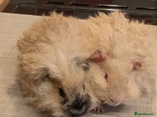 Guinea Pig rodents Gorgeous brothers looking for their forever home - Advert 16