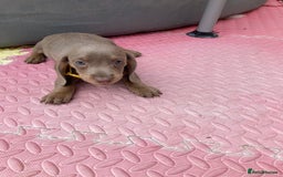 Dachshund dogs for sale: Litter of 8 - Image 8