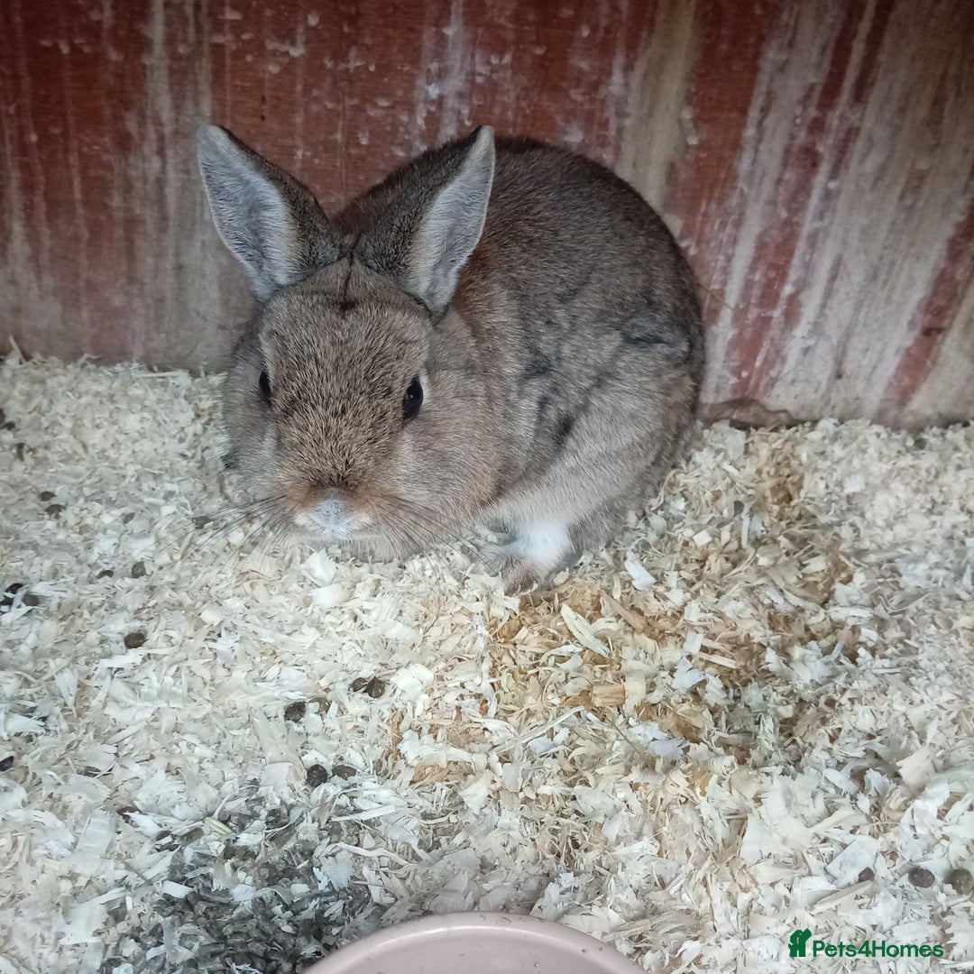 Netherland Dwarf rabbits for sale: Netherland dwarf rabbit male - Image 2