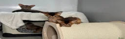 Abyssinian cats for sale: Champion parents amazing kittens  - Advert 15