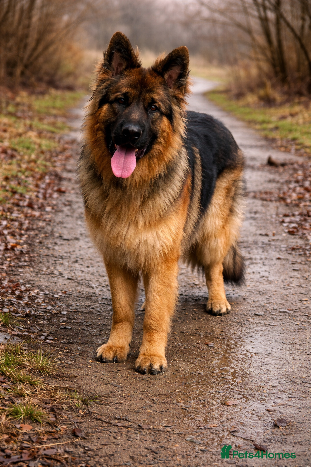 German Shepherd dogs Meet the Fabulous Manfredi  - Advert 1