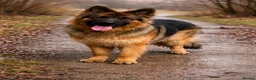 German Shepherd dogs for sale: Meet the Fabulous Manfredi  - Advert 1