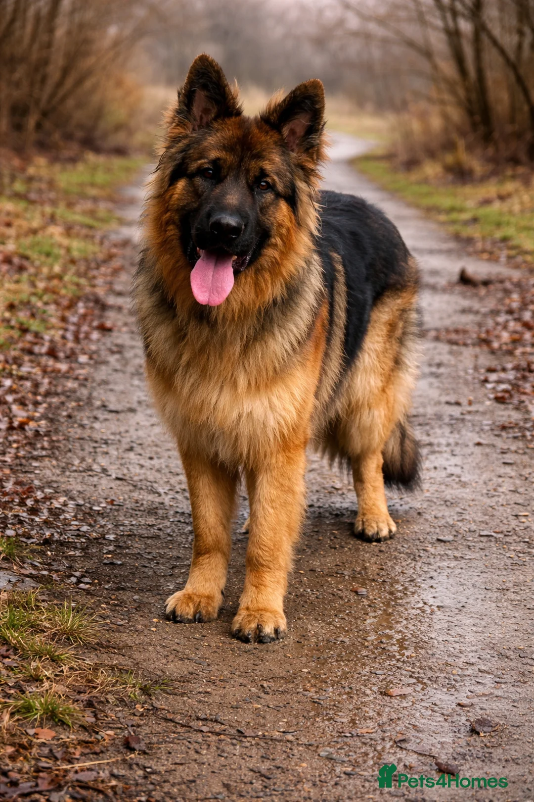 German Shepherd dogs for sale: Meet the Fabulous Manfredi  - Advert 1