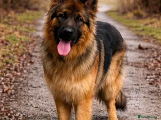 German Shepherd dogs for sale: Meet the Fabulous Manfredi - Advert 1