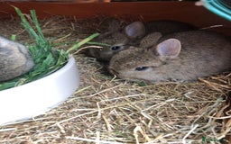 Netherland Dwarf rabbits for sale: 2 beautiful netherland dwarfs  - Image 2