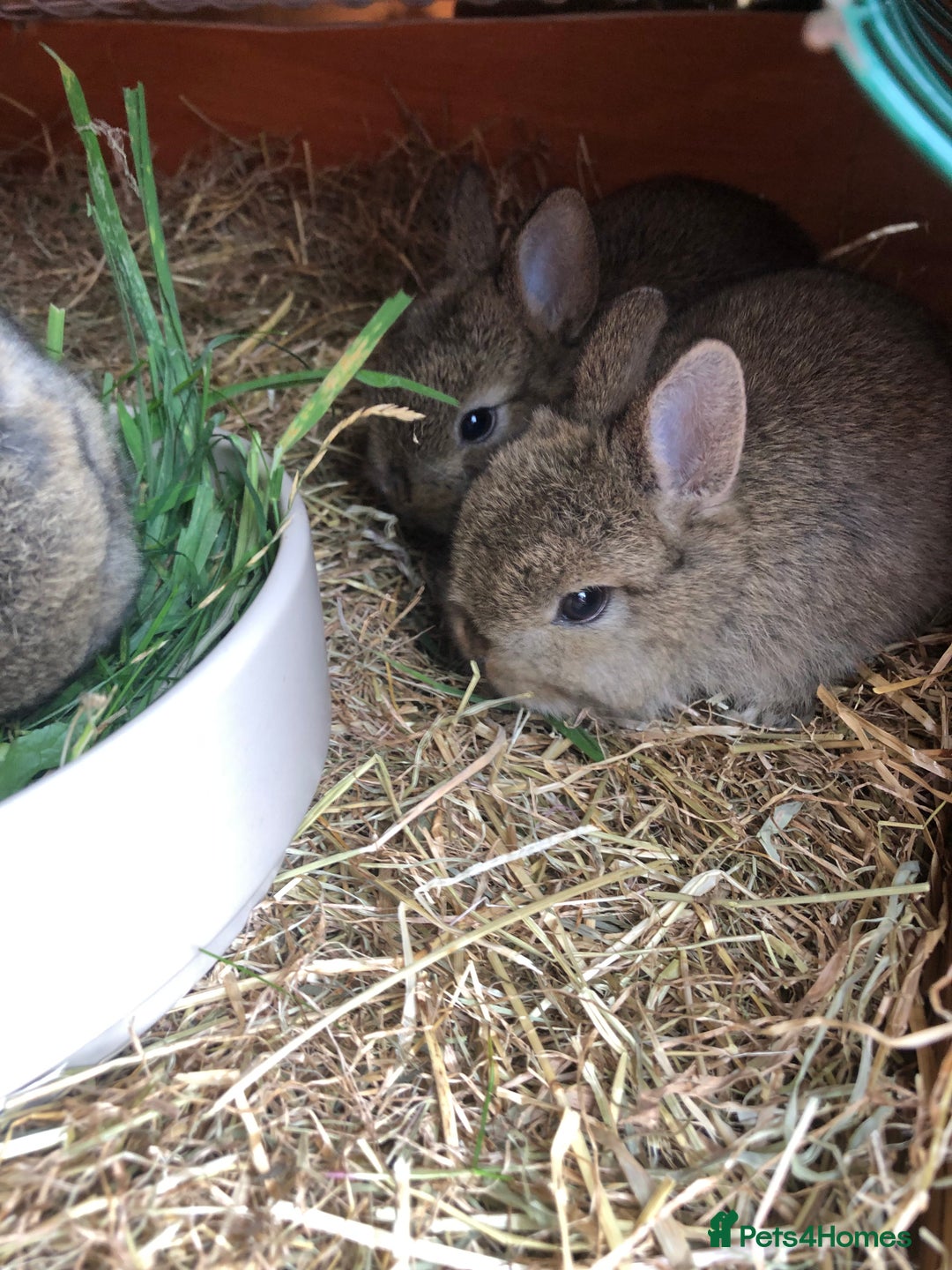 Netherland Dwarf rabbits for sale: 2 beautiful netherland dwarfs  - Image 2