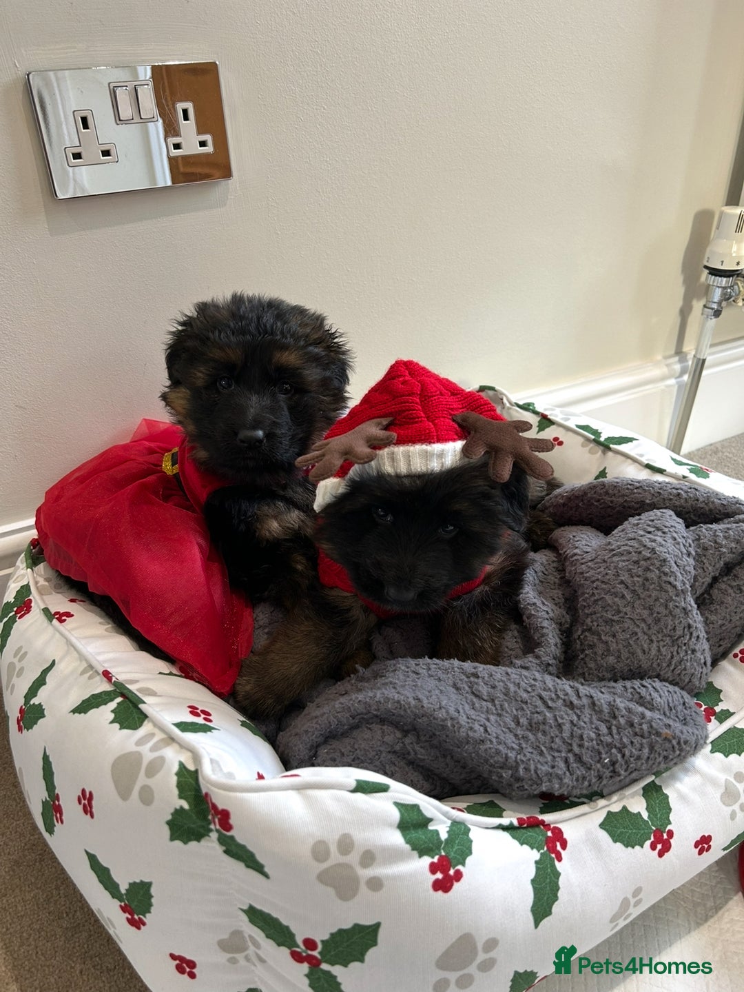 German Shepherd dogs for sale: Premium Pedigree GSD Puppies – Champion Bloodlines - Advert 5