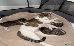 Mixed Breed cats for sale: MIXED TABBY - Image 11