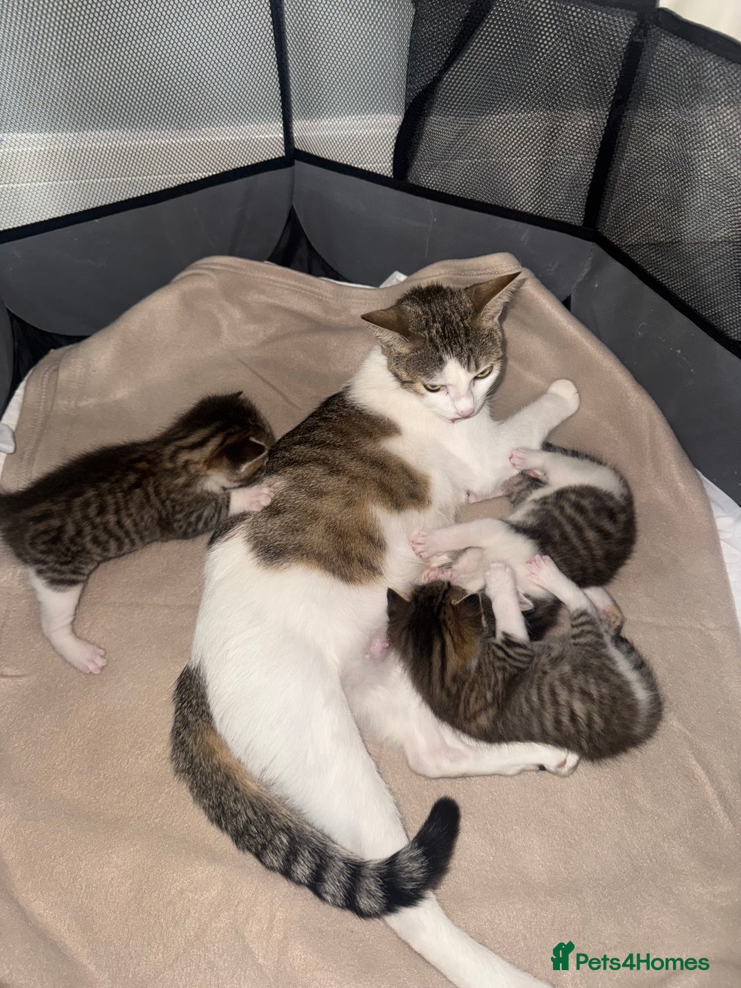 Mixed Breed cats for sale: MIXED TABBY - Image 11