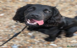 Cocker Spaniel dogs for sale: Looking for a new home - Image 5