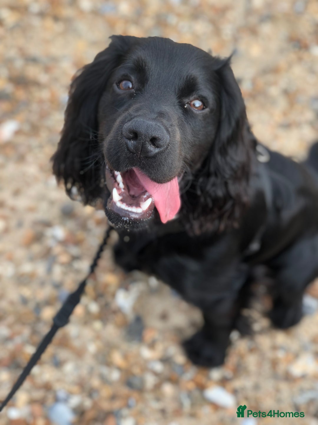 Cocker Spaniel dogs for sale: Looking for a new home - Image 5