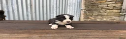 Border Collie dogs for sale: ISDS registered pups from amazing lines - Advert 9