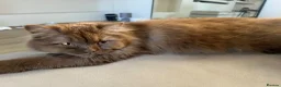 British Longhair cats for sale: Cinnamon British long hair girl 🧡 - Advert 7