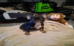 French Bulldog dogs for sale: 4 beautiful French Bulldog  - Advert 6