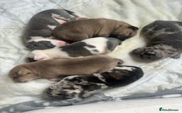 Mixed Breed dogs for sale: American bull staff puppies  - Image 2