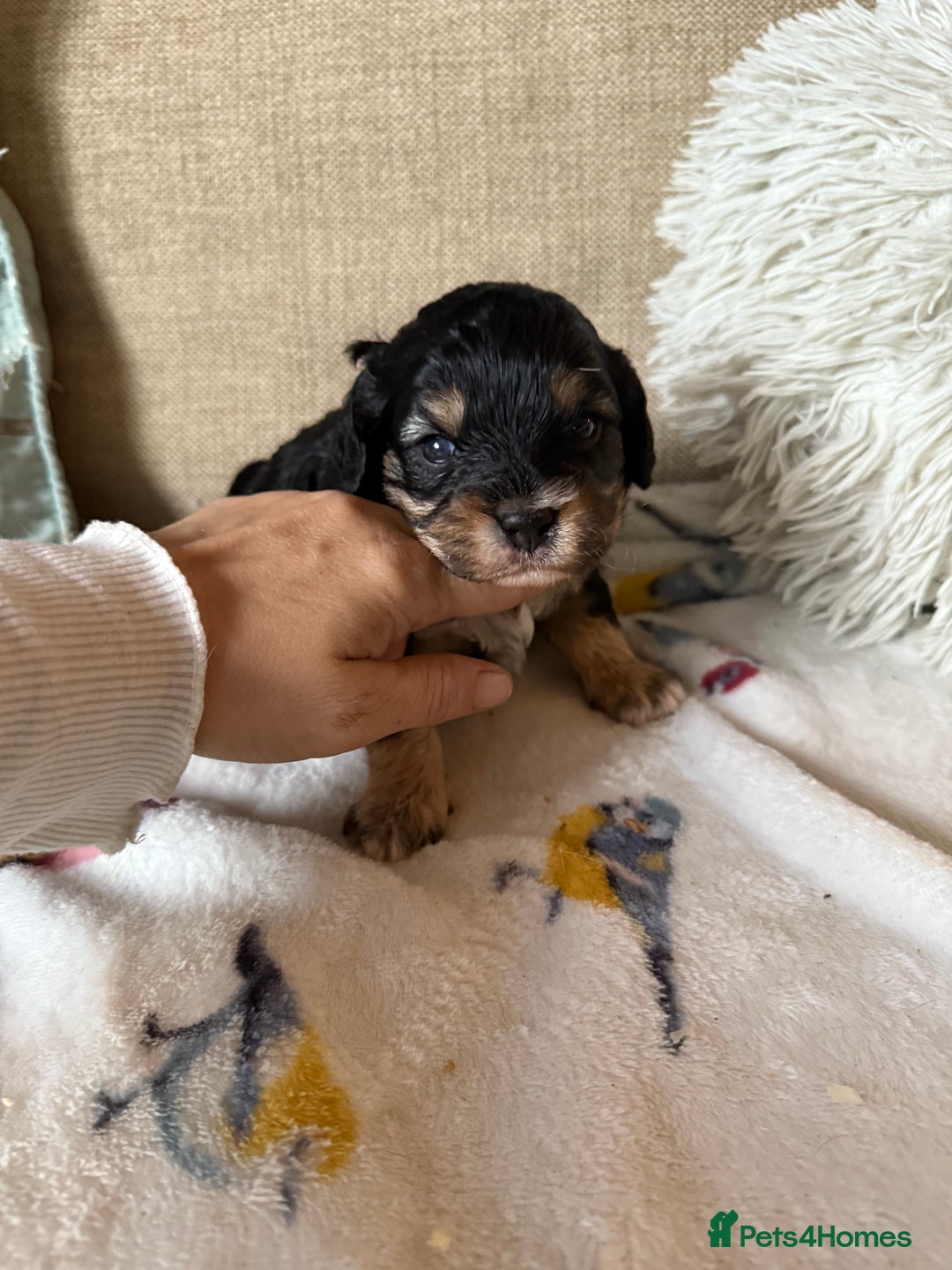 Cavapoo dogs for sale: Beautiful tri f1 toy cavapoo male - Image 2