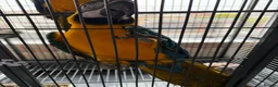 Macaws birds for sale: Bonded Pair Blue and Gold Macaws (male and female) in Skegness - Advert 8